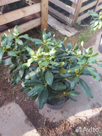 Рододендрон Распутин