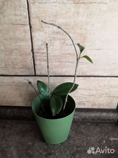 Хойя, восковой плющ