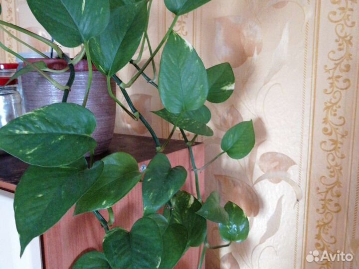 Сциндапсус растение