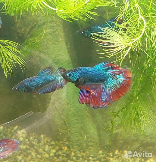 Рыбка петушок