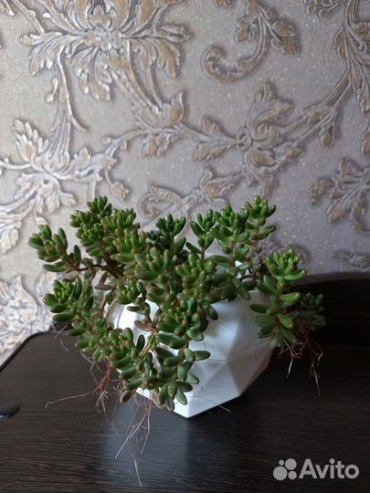 Седум (очиток). Суккуленты