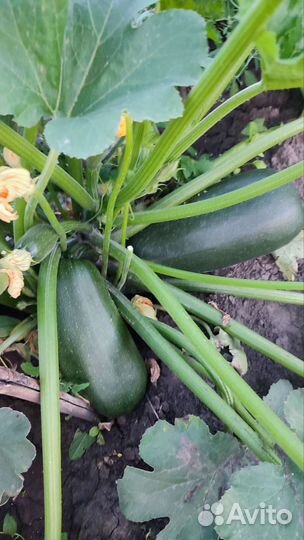 Вишня, ирга, кабачки