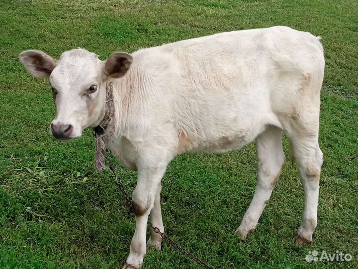 Корова тёлка