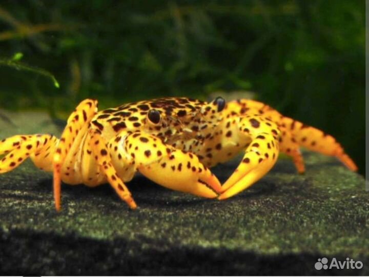 Крабы пресноводные