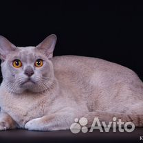 Вязка Бурманский кот лилового окраса
