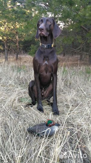 Кобель курцхаар для вязки