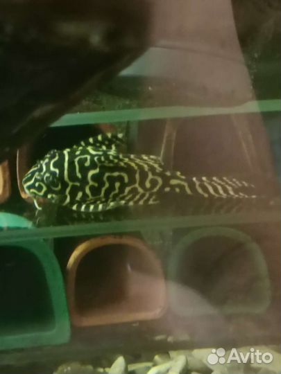 Номерные сомы