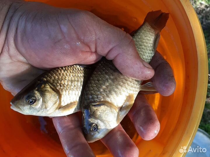 Зарыбление водоёмов