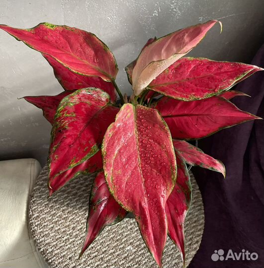 Аглаонема chery беби взрослая