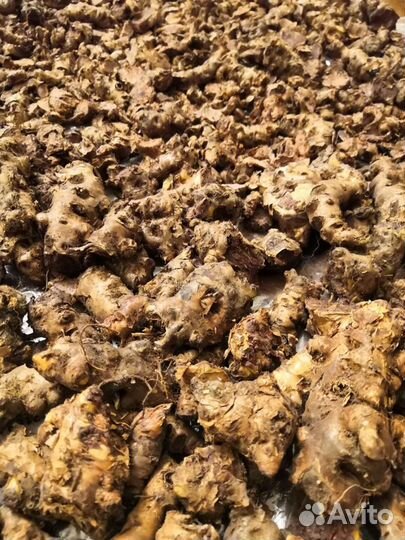 Золотой корень, Родиола Розовая