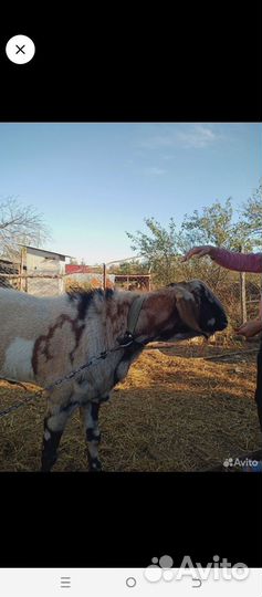 Нубийский 100%