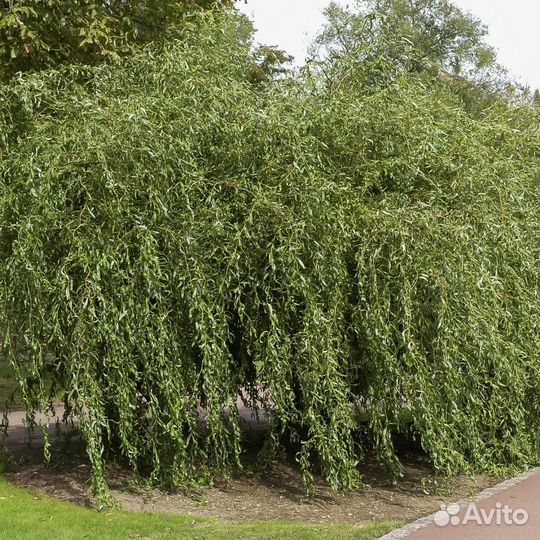 Ива Хакуро нишики, ива На-На, ива Извилистая