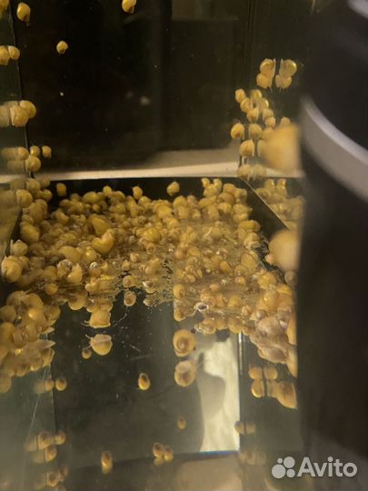 Улитки ампулярии