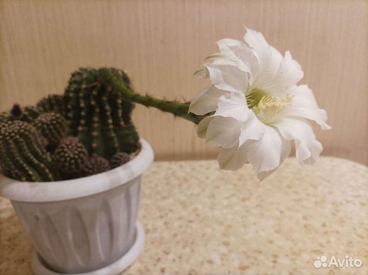 Декабрист, кактус