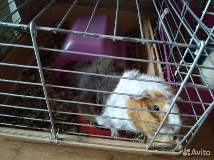 Морская свинка с клеткой