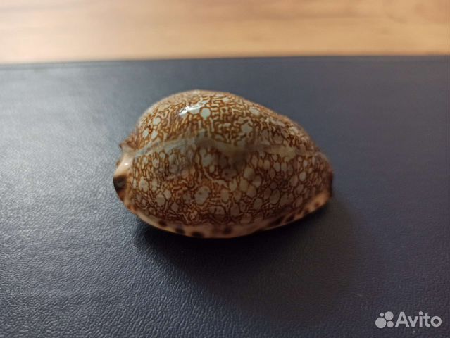 Морская раковина