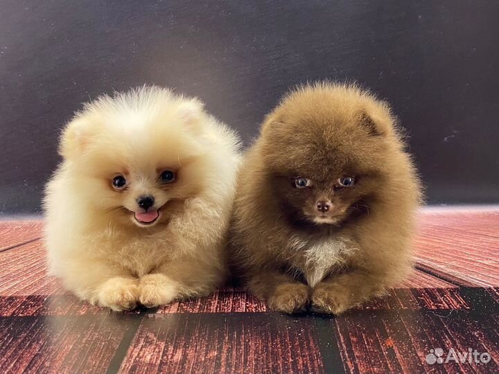 Шпиц