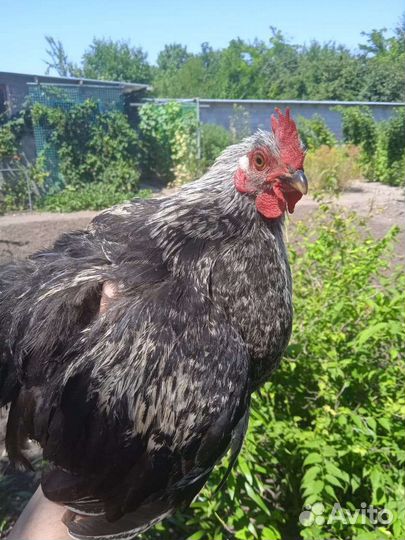 Карликовый кохинхин