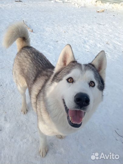 Вольф ищет дом