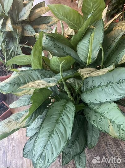 Цветы для офиса и террасы Аглаонема