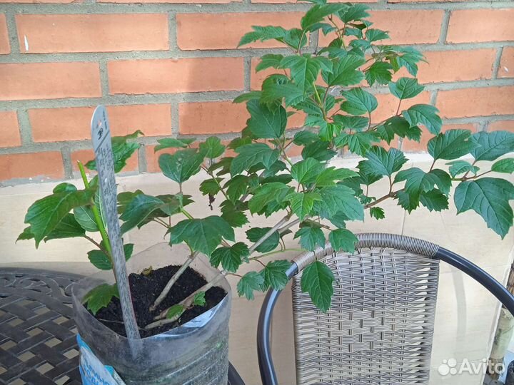 Калина съедобная, красная, сортовая