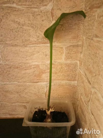 Дримиопсис