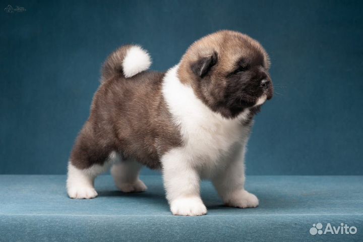 Щенки Американская Акита