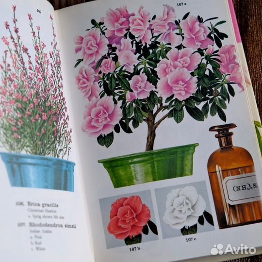 The Pocket Encyclopedia of Indoor Plants in Colour