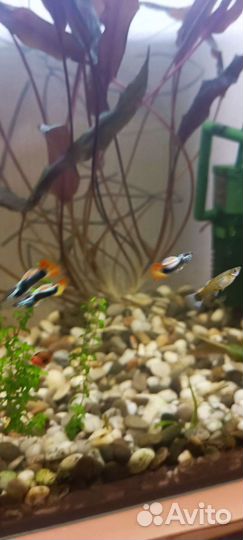 Набор аквариумных растений. Бронь до 24.10