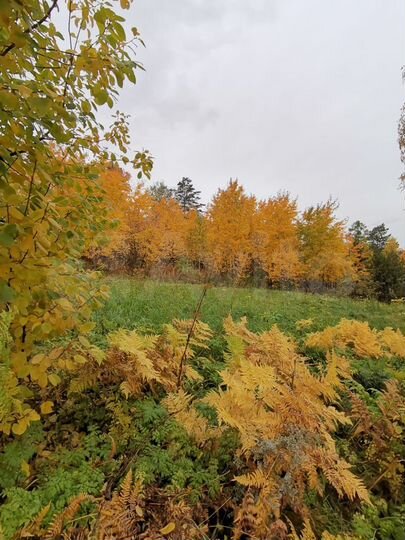 Участок 12,5 сот. (СНТ, ДНП)