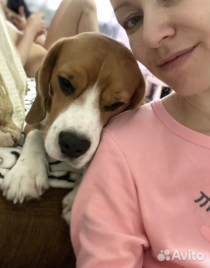 Бигль, лучший друг (аренда собаки)