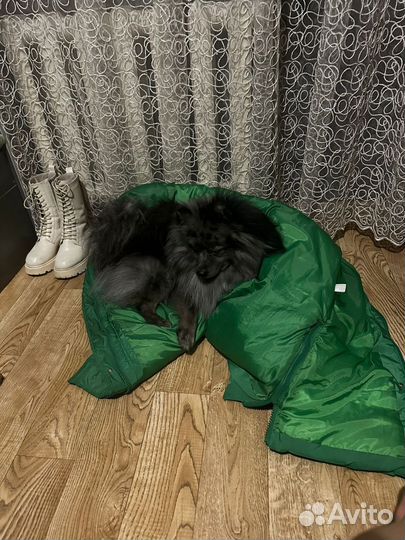 Немецкий шпиц вязка кабель