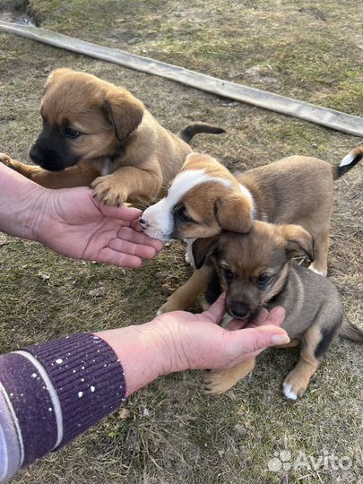 Щенки в добрые руки