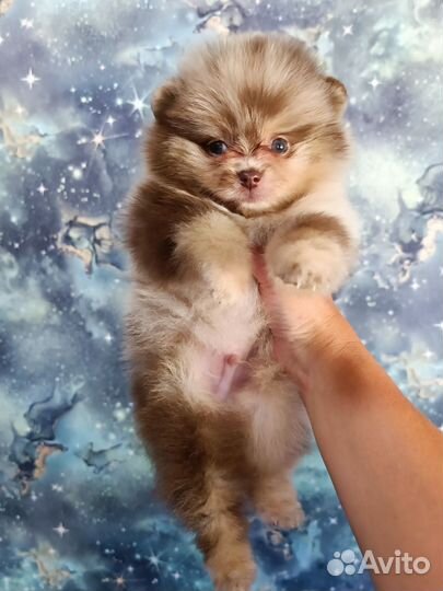 Щенки шпица