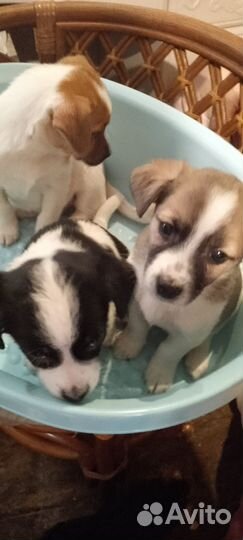 Щенки бесплатно