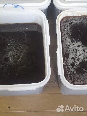 Мёд,гречишный