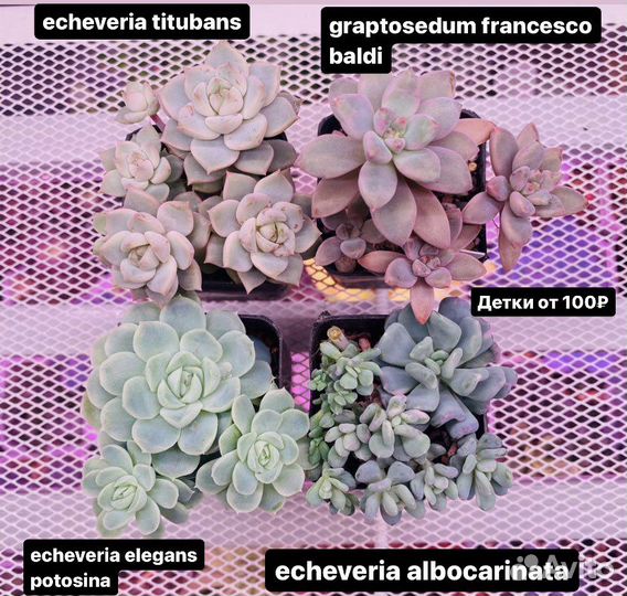 Суккуленты