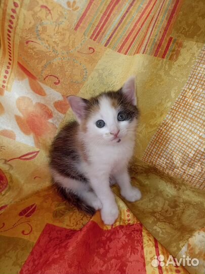 Котята от сибирской кошки с доставкой