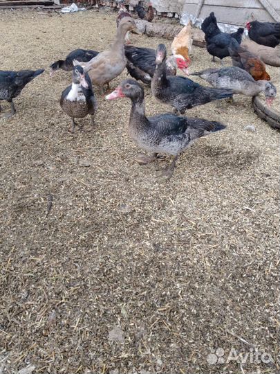 Продам индоуток