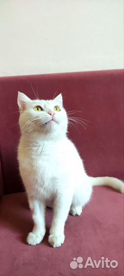 Кошка Британка из приюта. Стерильна. Доставка