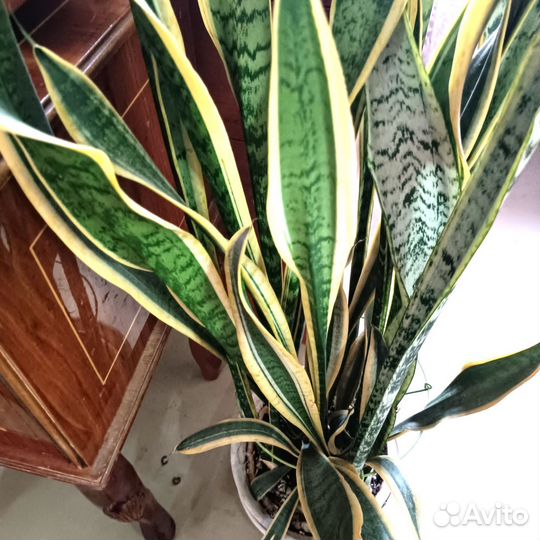 Сансевиерия Лауренти