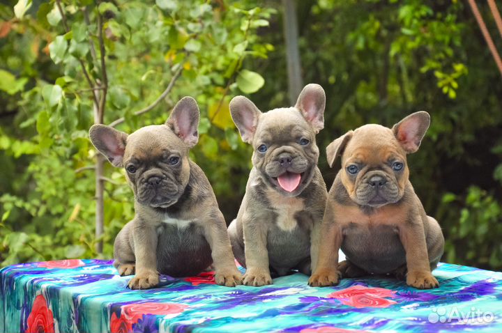Щенки французики 2 мес голубой подпал палевоголубы