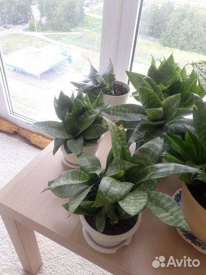 Сансевиерия -тещин язык