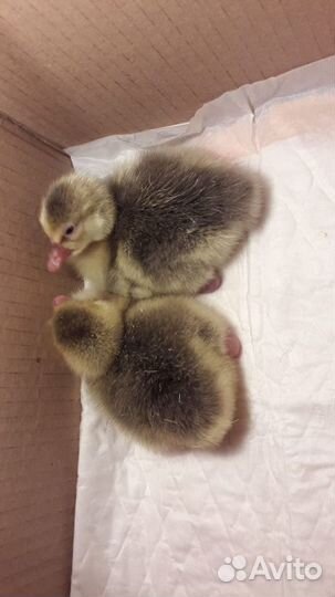 Яйца инкубационные утиные, гусиные, куриные