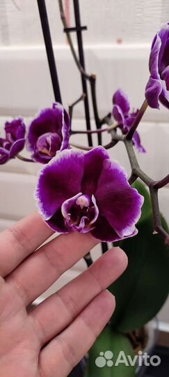 Орхидея фаленопсис