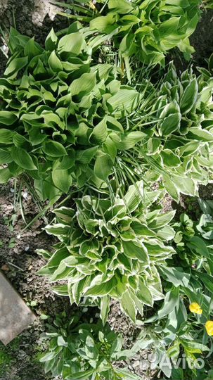 Садовые цветы