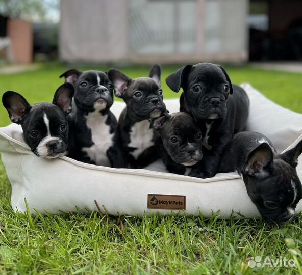 Щенки французского бульдога