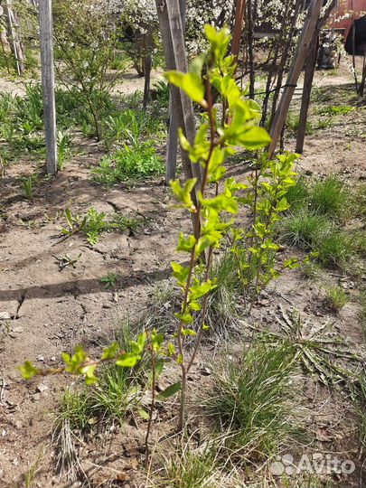 Привезу бесплатно саженцы вишни