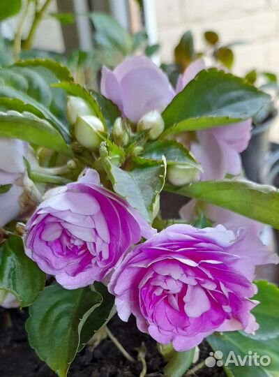 Бальзамин махровый