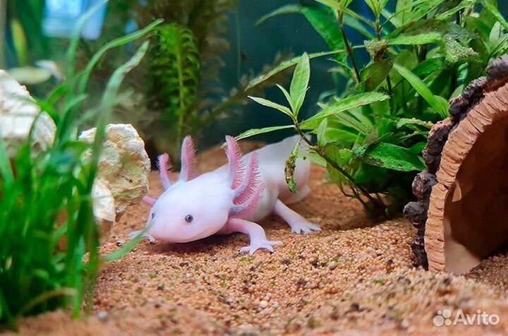 Аксолотль